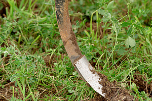 Zinke eines Bodenbearbeitungsgeräts in Kleegrasfeld.