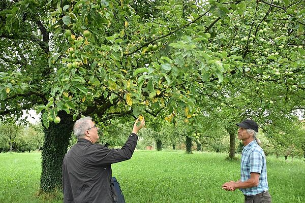 Two men in orchard check health of appletrees