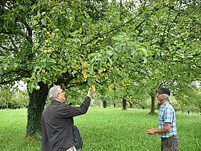 Two men in orchard check health of appletrees
