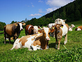 Cows with calf in the meadow