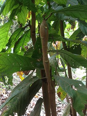 Plant with swollen shoots