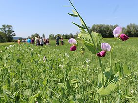 Champ de légumineuses en fleurs, avec un groupe de personnes en arrière-plan. 