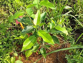 Junger, frisch eingepflanzter grüner Pappelbaum.