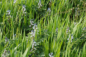 Lupinen in Mischkultur