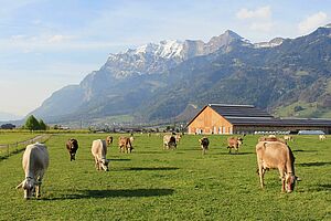 Kühe auf der Weide. Im Hintergrund ein Gebäude und Berge.