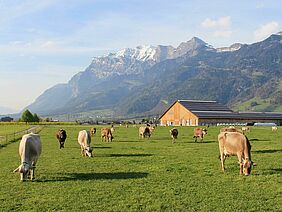 Kühe auf der Weide. Im Hintergrund ein Gebäude und Berge.