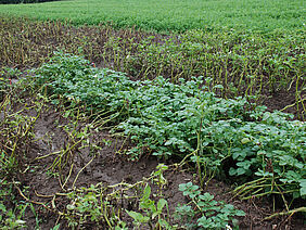 Gegen Krautfäule resistente und nicht resistente Kartoffelpflanzen