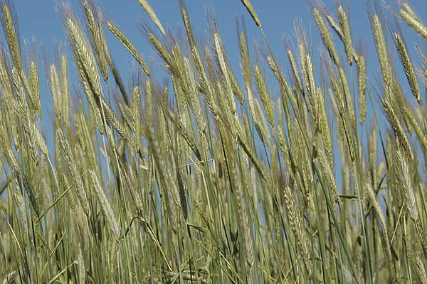 Bild Roggen