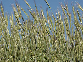 Bild Roggen