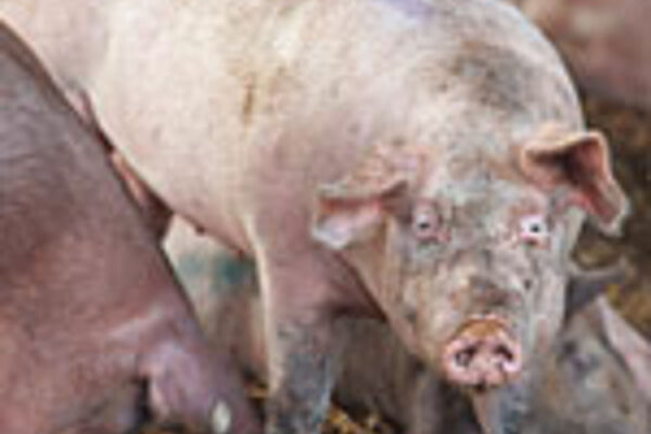 Mastschweine