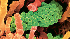 Abbildung zweier stark vergrösserter Bodenbakterien.