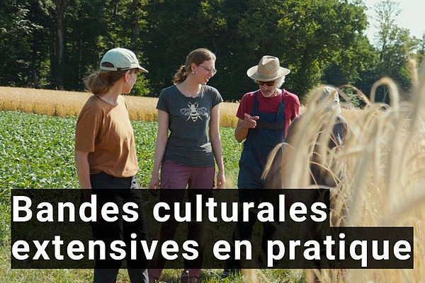 Quatre personnes dans un champ de céréales.