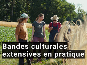 Quatre personnes dans un champ de céréales.