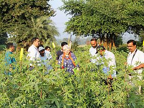 Promising cotton varieties