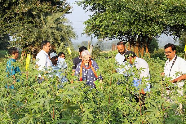 Promising cotton varieties