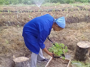 Eine Frau in blauer Kleidung bewässert Gemüsepflanzen und pflanzt sie um.