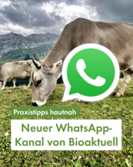 Eine Kuh weidet auf einer Alpweide. Das Foto ist eindrücklich und schön. Das WhatsApp-Logo ist neben der Kuh, so als ob es eine Sprechblase wäre. In Grün steht unten "Praxisinfos hautnah - Neuer WhatsApp-Kanal von Bioaktuell"