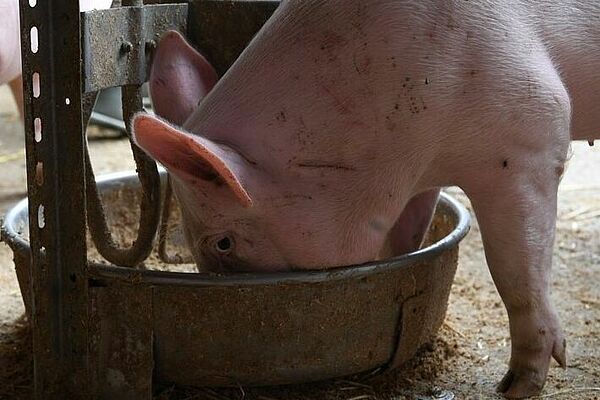 Ferkel frisst aus Futternapf