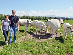 Ein Mann und eine Frau stehen auf einem Feld mit fünf weissen Piemonteserrindern.