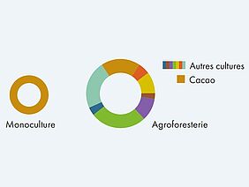 Deux diagrammes en forme de camembert montrent en couleurs vives que les systèmes de culture diversifiés ont un meilleur rendement que la monoculture.