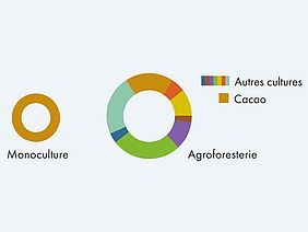 Deux diagrammes en forme de camembert montrent en couleurs vives que les systèmes de culture diversifiés ont un meilleur rendement que la monoculture.
