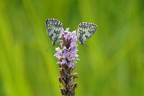 Zwie Schachbrettfalter auf einer Orchideeblüte.