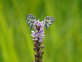 Zwie Schachbrettfalter auf einer Orchideeblüte.