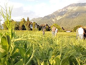 Champ de légumineuses avec des personnes