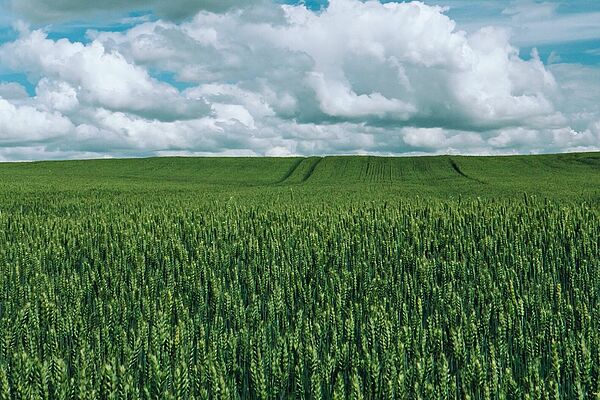 Cereal field