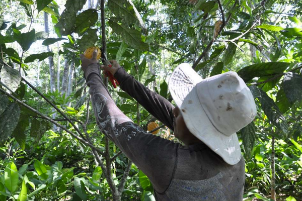 A local farmer from Ecuador is stretching his arms towards a cocoa fruit to harvest it. He is in the middle of green leaves from a forest or plantation.