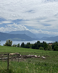 Eine Weide in hügeligem Gelände ist saftig und grün. Darauf sind einige Sauen zu sehen. Im Hintergrund ist ein schönes Panorama mit Bergen und einem See.