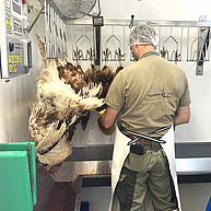 Ein Mann ist von hinten zu sehen. Er steht in einer sterilen Umgebung eines Schlachtbetriebes und arbeitet gerade an einem toten Huhn. Neben ihm hängen tote, ungerupfte Hühner an der Decke.