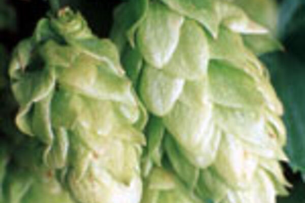 Hopfen