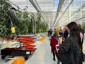 Eine Gruppe von Leuten betrachtet eine Tomatenanlage.