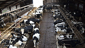 Cattle in a loose housing