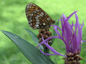 Wachtelweizenscheckenfalter (Melitea athalia)