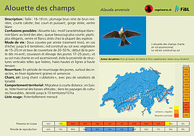 Alouette des champs