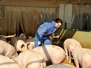 Woman standing in a group of pigs with a clipboard in her hand.
