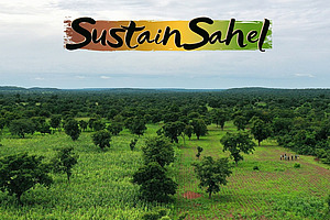 Trees on a field.