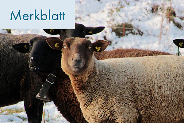 Titelbild: Hoftötung von Schafen und Ziegen.