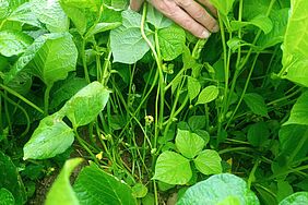 Une main pousse sur le côté quelques plants de haricots en fleurs, de sorte que l'on puisse voir les débuts. 