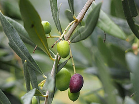 Gros plan d'olives sur un arbre.