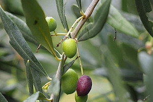 Nahaufnahme von Oliven an einem Baum.
