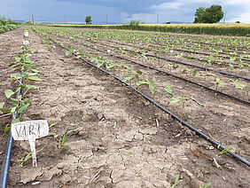 Young plants beans