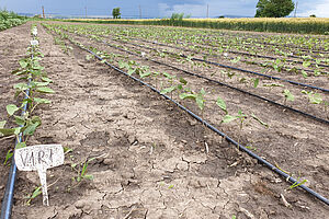 Young plants beans