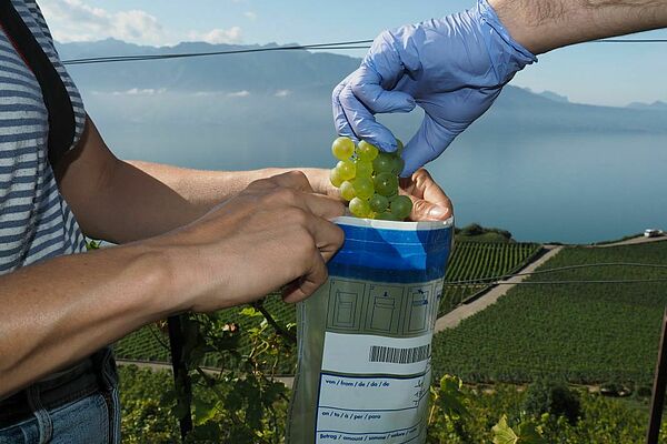 A gloved hand fills grapes into a plastic bag during sampling