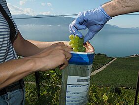 A gloved hand fills grapes into a plastic bag during sampling