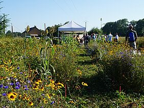 A field with buckwheat, millet and flower strips