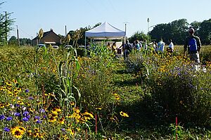 A field with buckwheat, millet and flower strips