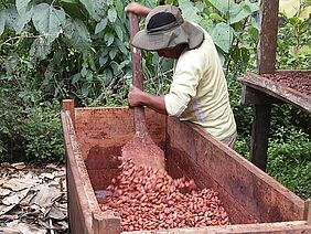 Farmer stirring cocoa beans in a box